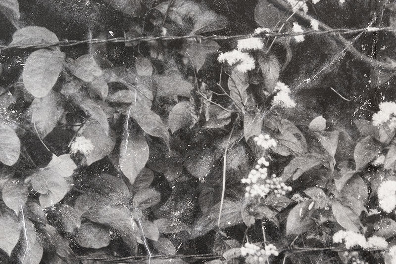 Field